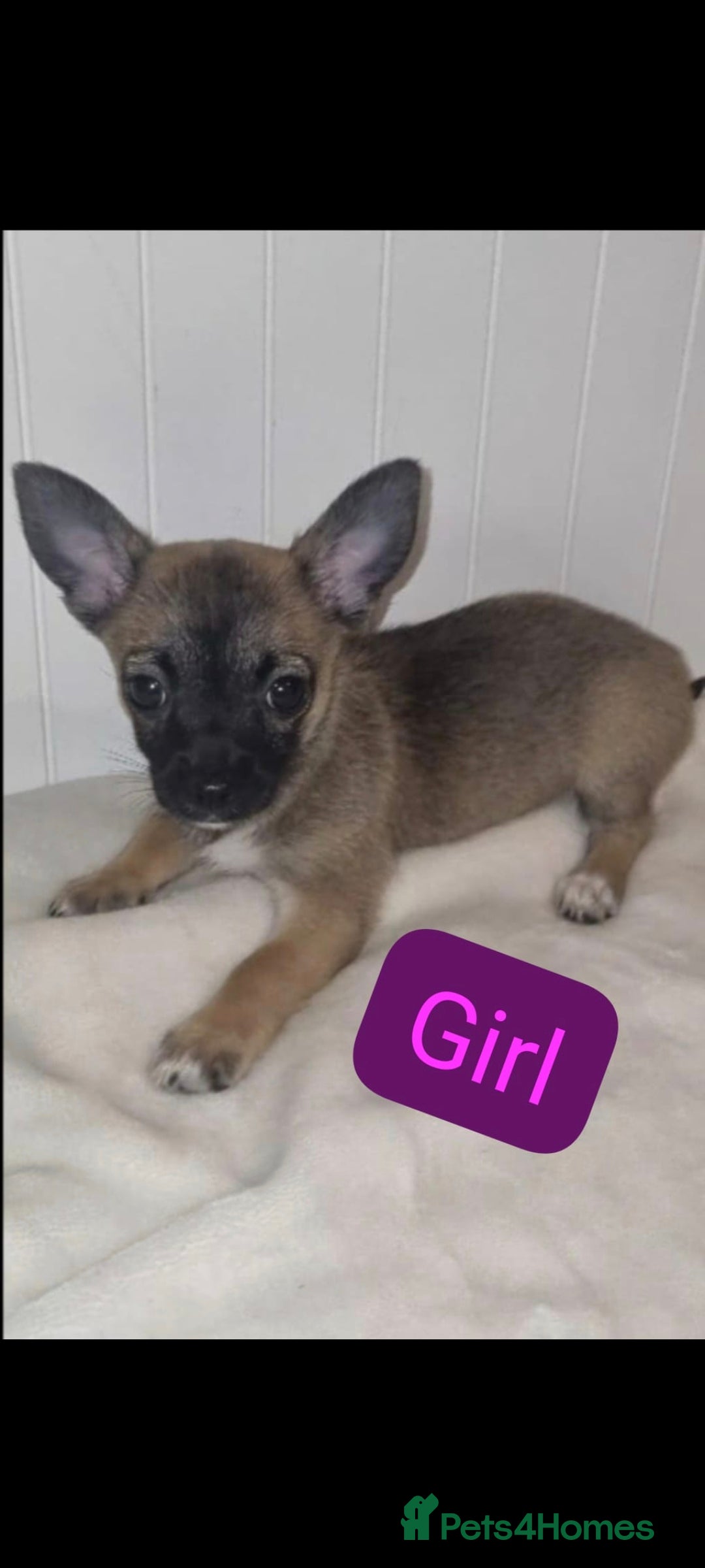 Chihuahua dogs for sale: Chihuahua puppies - Image 2