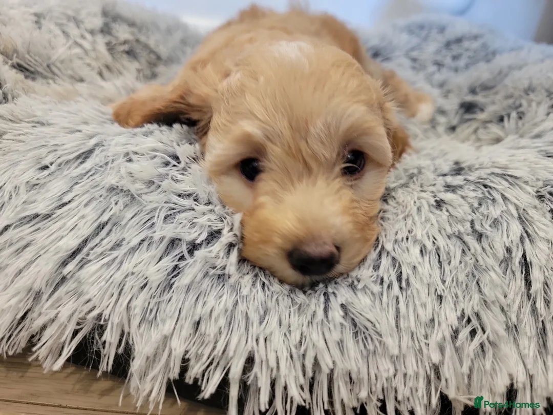 Maltipoo dogs for sale: F1b Maltipoo.   Ready to leave now  - Advert 16