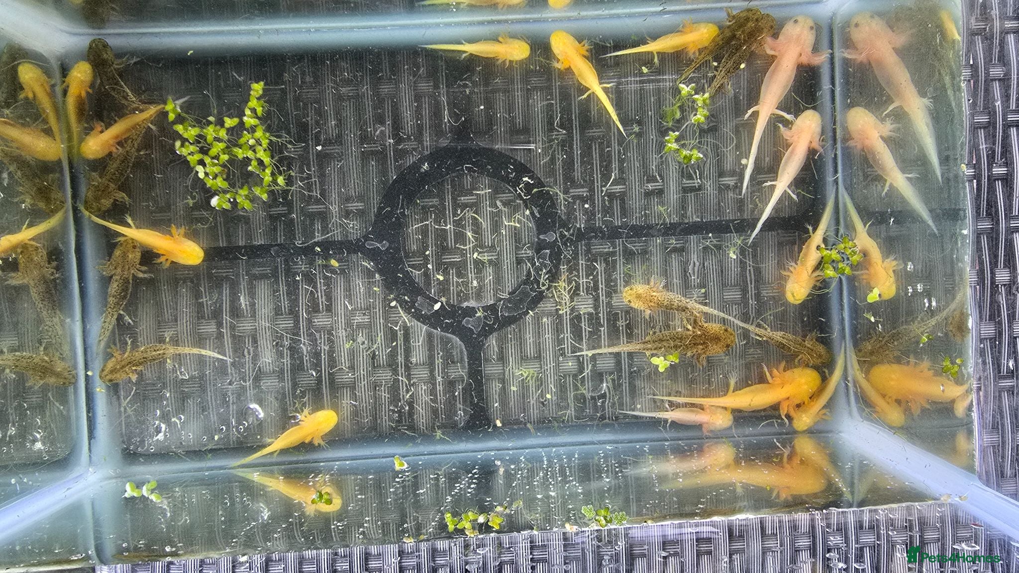Axolotl reptiles Baby axolotls  - Advert 1