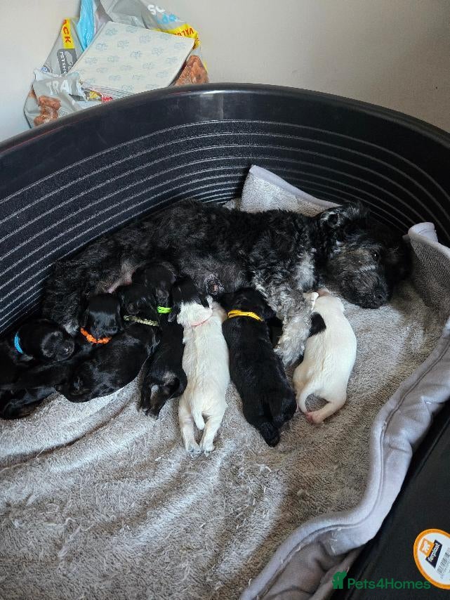 Mixed Breed dogs for sale: Adorable puppies for sale - Advert 1