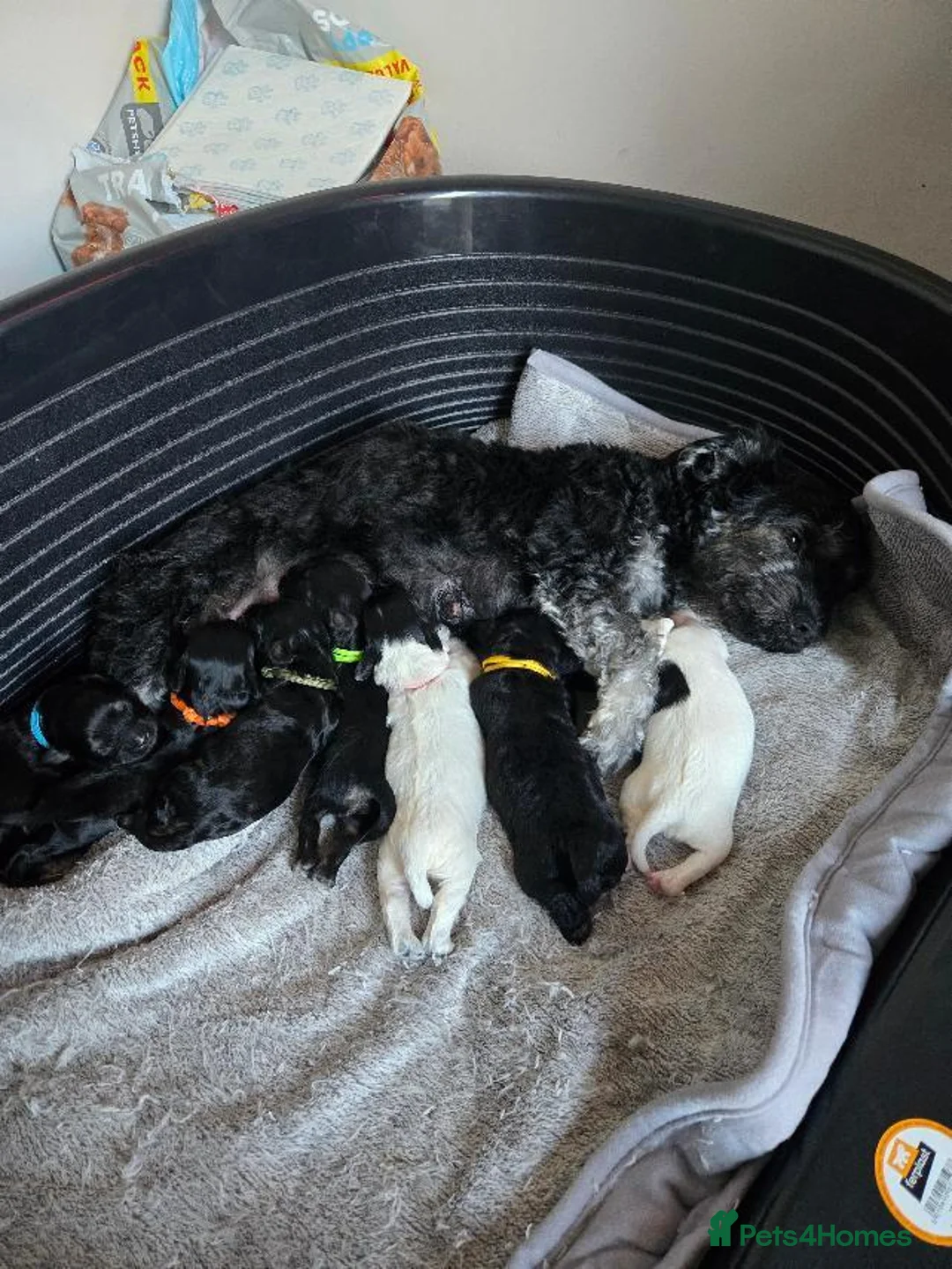 Mixed Breed dogs for sale: Adorable puppies for sale in Banbury - Advert 1