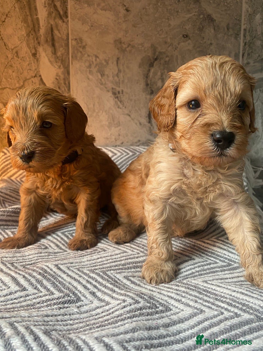 Cavapoo dogs for sale: Stunning Health Tested F1BB Cavapoo’s 🧬 - Image 7