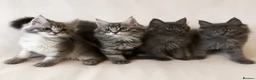 Maine Coon cats for sale: TICA Maine Coon Kittens Exceptional Bloodlines 🐾 - Advert 1