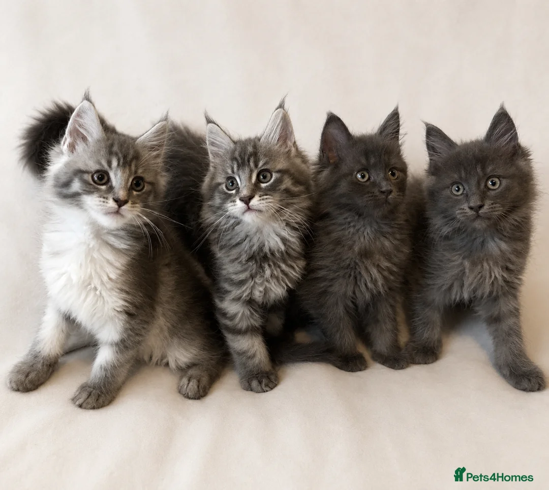 Maine Coon cats for sale: TICA Maine Coon Kittens Exceptional Bloodlines 🐾 - Advert 1