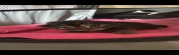 Mixed Breed cats for sale: Mixed breed kitten - Advert 4