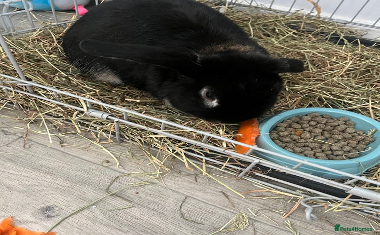 English rabbits Male rabbit (Bambie) - Advert 1