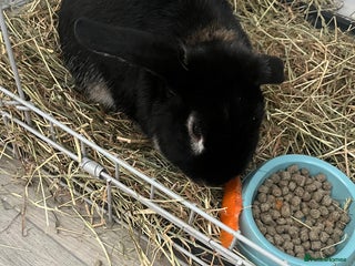 English rabbits Male rabbit (Bambie) - Advert 1