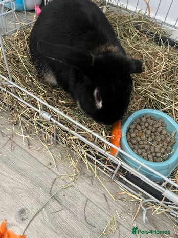 English rabbits Male rabbit (Bambie) - Advert 2