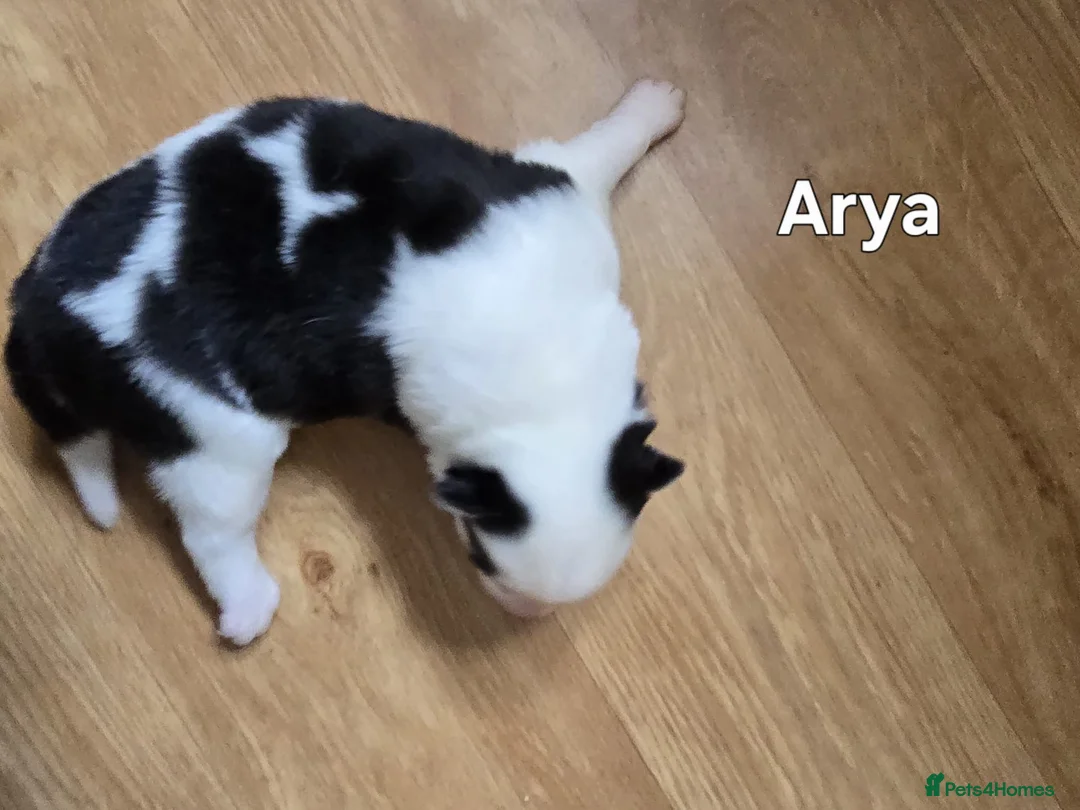 Siberian Husky dogs for sale: Siberian Huskey Pups (1xM and 3xF) in Bathgate - Advert 2