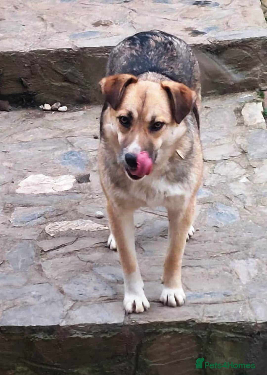 Mixed Breed dogs for adoption: CHLOE - a Lovely mix breed Girl, for a Loving Home - Image 7