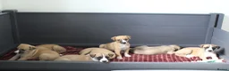 Whippet dogs for sale: Quality KC whippet pups from heart tested psrents in Stoke-on-Trent - Advert 8