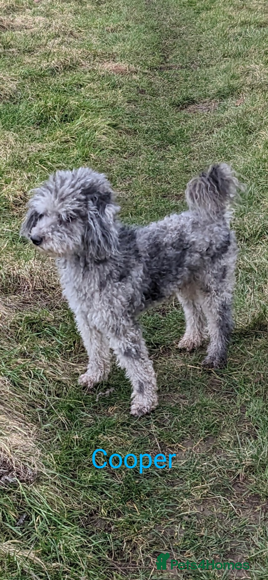 Miniature Poodle dogs Silver blue merle miniature poodle  in Canterbury - Advert 1