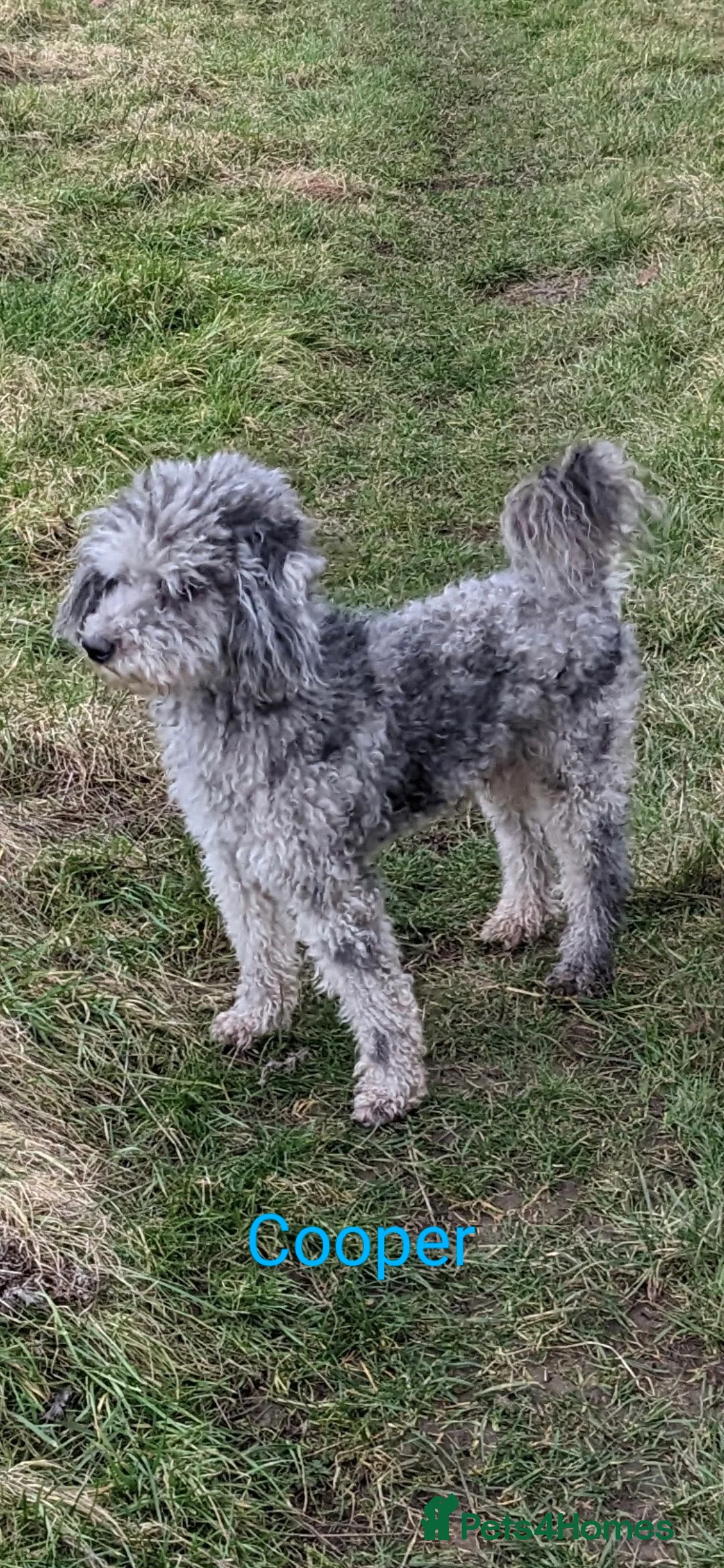 Miniature Poodle dogs for stud: Silver blue merle miniature poodle  in Canterbury - Advert 1