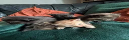 Mixed Breed cats for sale: Tortie, Ginger & Black Kittens for sale Leicester - Advert 4