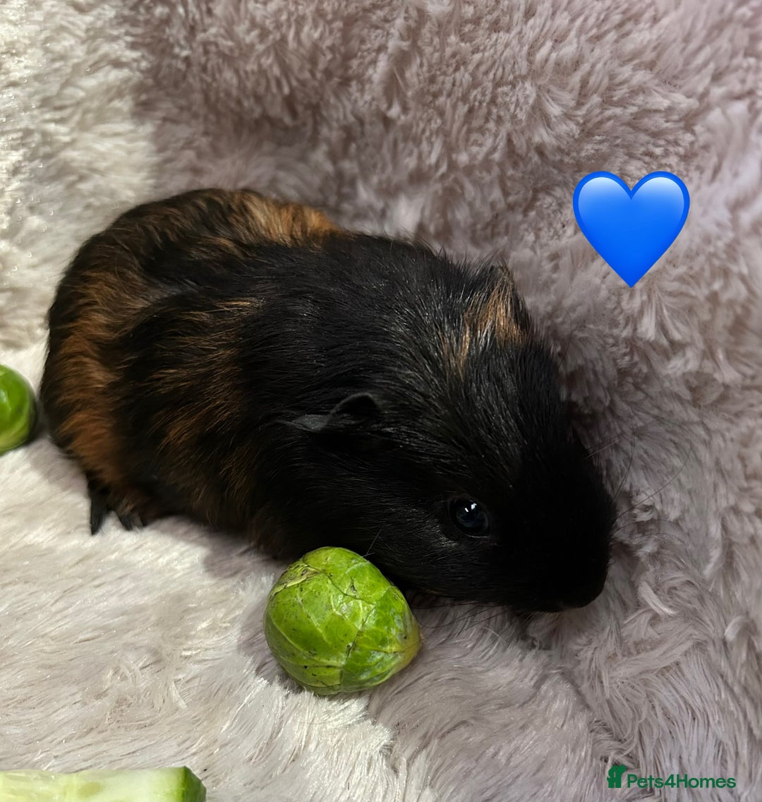 Guinea Pig rodents for sale: GORGEOUS BABY GUINEA PIGS - Advert 15