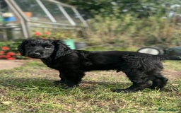 Cocker Spaniel dogs for sale: Male working cocker spaniel puppy kc reg - Image 1