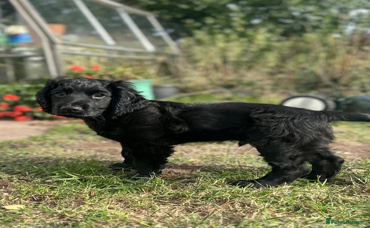 Cocker Spaniel dogs - Advert 11