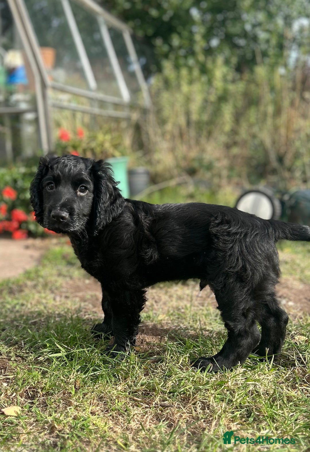 Cocker Spaniel dogs for sale: Male working cocker spaniel puppy kc reg - Image 1