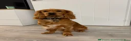 Cockapoo dogs for sale: Smooth cockapoo puppies - Advert 28
