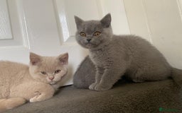 British Shorthair cats for sale: GCCF Active Championship line Blue & Lilac Kittens - Image 33