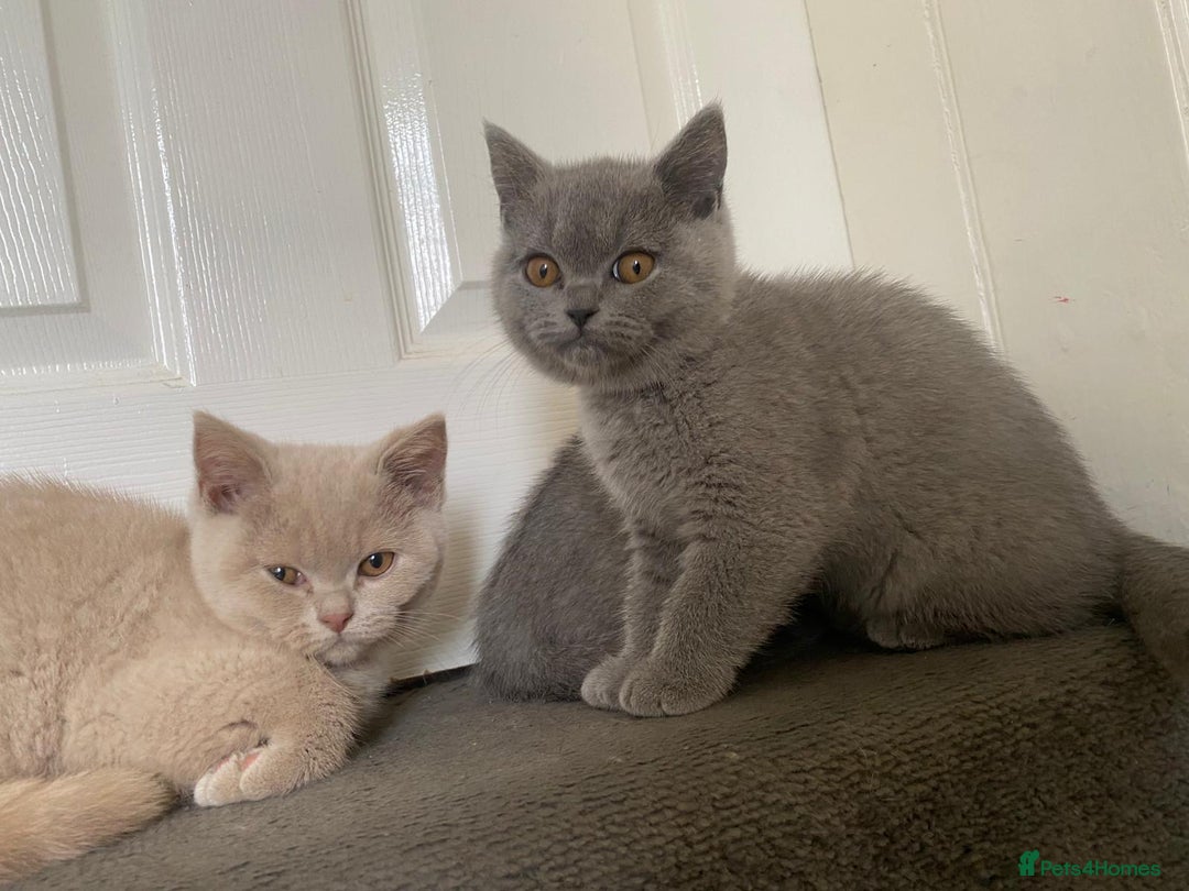 British Shorthair cats for sale: GCCF Active Championship line Blue & Lilac Kittens - Image 33