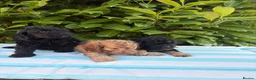 Cockapoo dogs for sale: Cockapoo males and females  - Advert 24