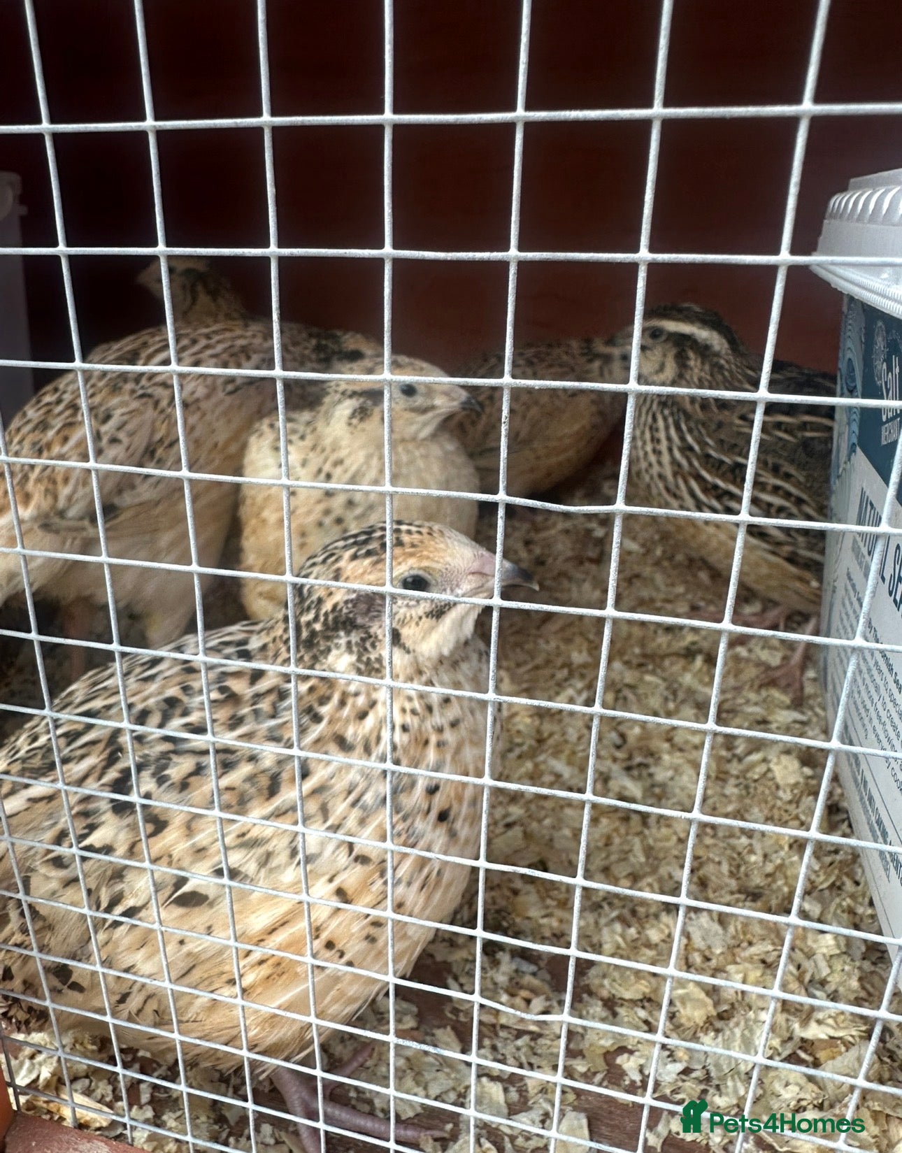 Quail poultry Laying Jumbo Japanese Coturnix Quail  - Advert 2