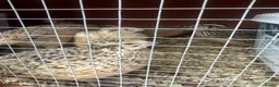 Quail poultry for sale: Laying Jumbo Japanese Coturnix Quail  - Advert 2