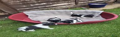 Jack Russell 2