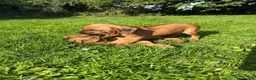 Mixed Breed dogs for sale: Miniature Rhodesian cross pups - Advert 4