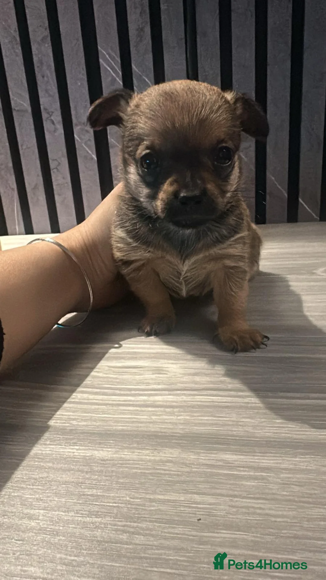 Chihuahua dogs for sale: Adorable Chihuahua puppies in Southsea - Advert 4