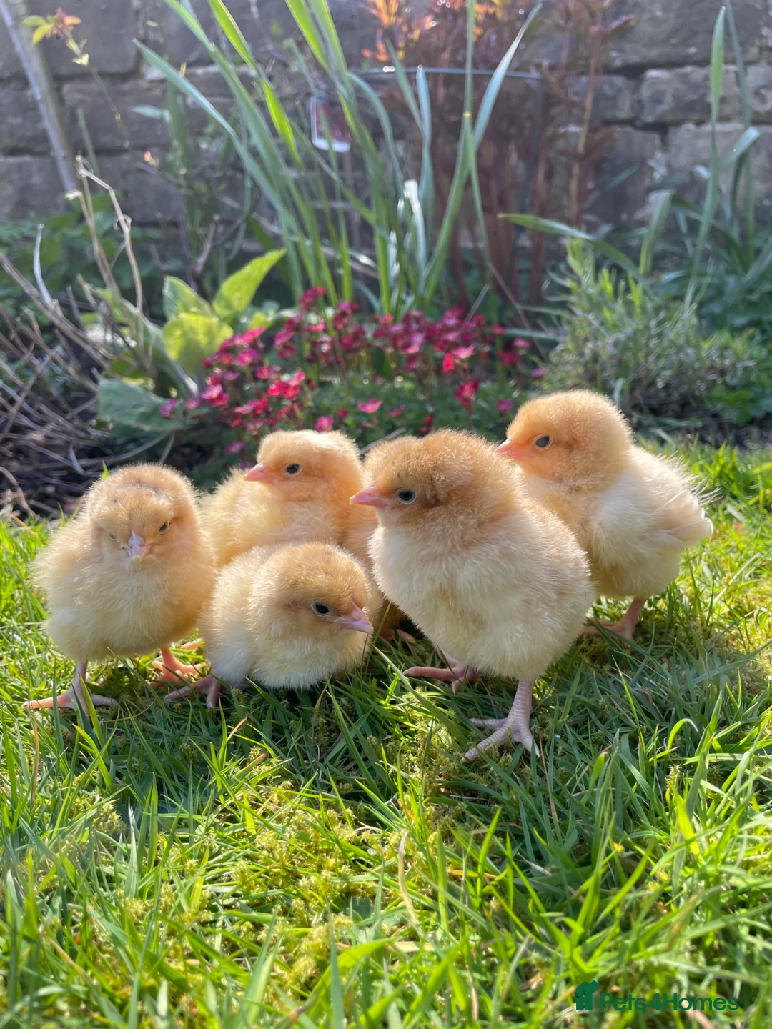 Chickens poultry for sale: 🩶🧡Buff Orpington & Silver Laced chicks 🧡🩶 - Advert 1