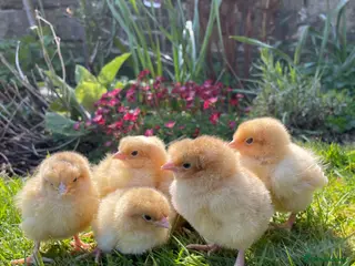 Chickens poultry for sale: 🩶🧡Buff Orpington & Silver Laced chicks 🧡🩶 - Advert 1