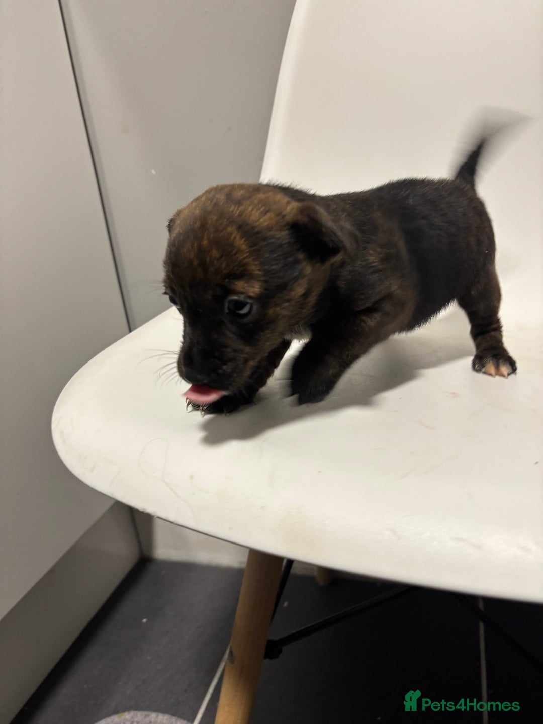 Jack Russell dogs for sale: Jack Russell pups  - Advert 5