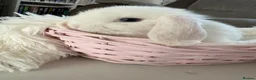 Mini Lop rabbits for sale: Adorable Mini Lop Rabbits – Ready 🐰❤️ in Wirral - Advert 7