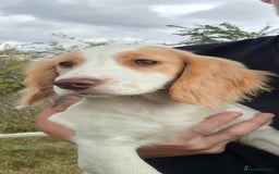 Cocker Spaniel dogs for sale: Stunning Working Cocker Spaniel Puppies for Sale in Darlington - Image 1