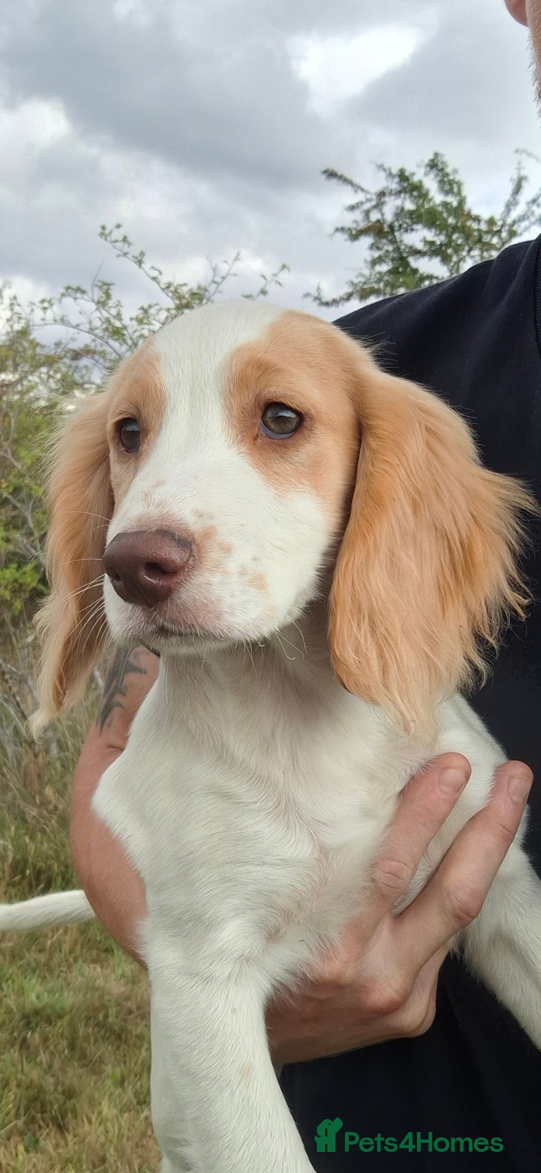 Cocker Spaniel dogs for sale: Stunning Working Cocker Spaniel Puppies for Sale in Darlington - Image 1