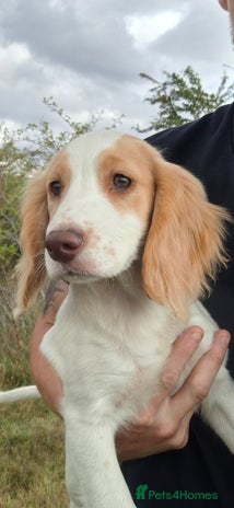 Cocker Spaniel dogs in Darlington - Advert 5