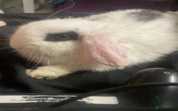 Mixed Breed rabbits for sale: Female rabbit for sale - Image 2