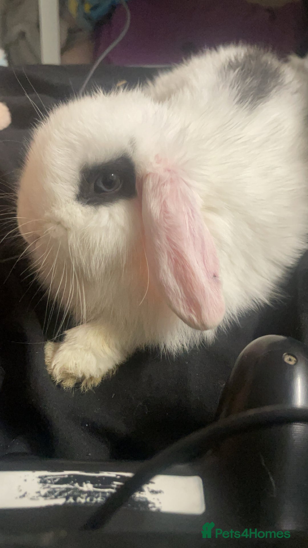 Mixed Breed rabbits for sale: Female rabbit for sale - Image 2