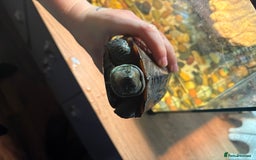 Turtle reptiles for sale: Reeves turtle & enclosure  - Image 4