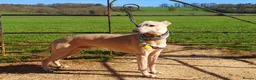 Whippet dogs for stud: Experienced Whippet for stud (KC reg) Dorset. 20" - Advert 1