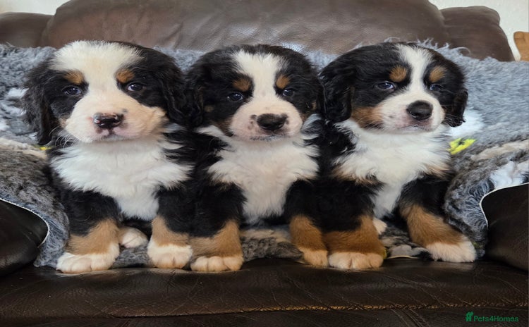 Bernese Mountain Dog dogs - Advert 1