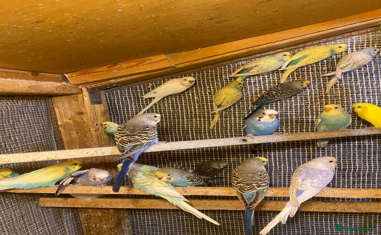 Budgerigars birds - Advert 2