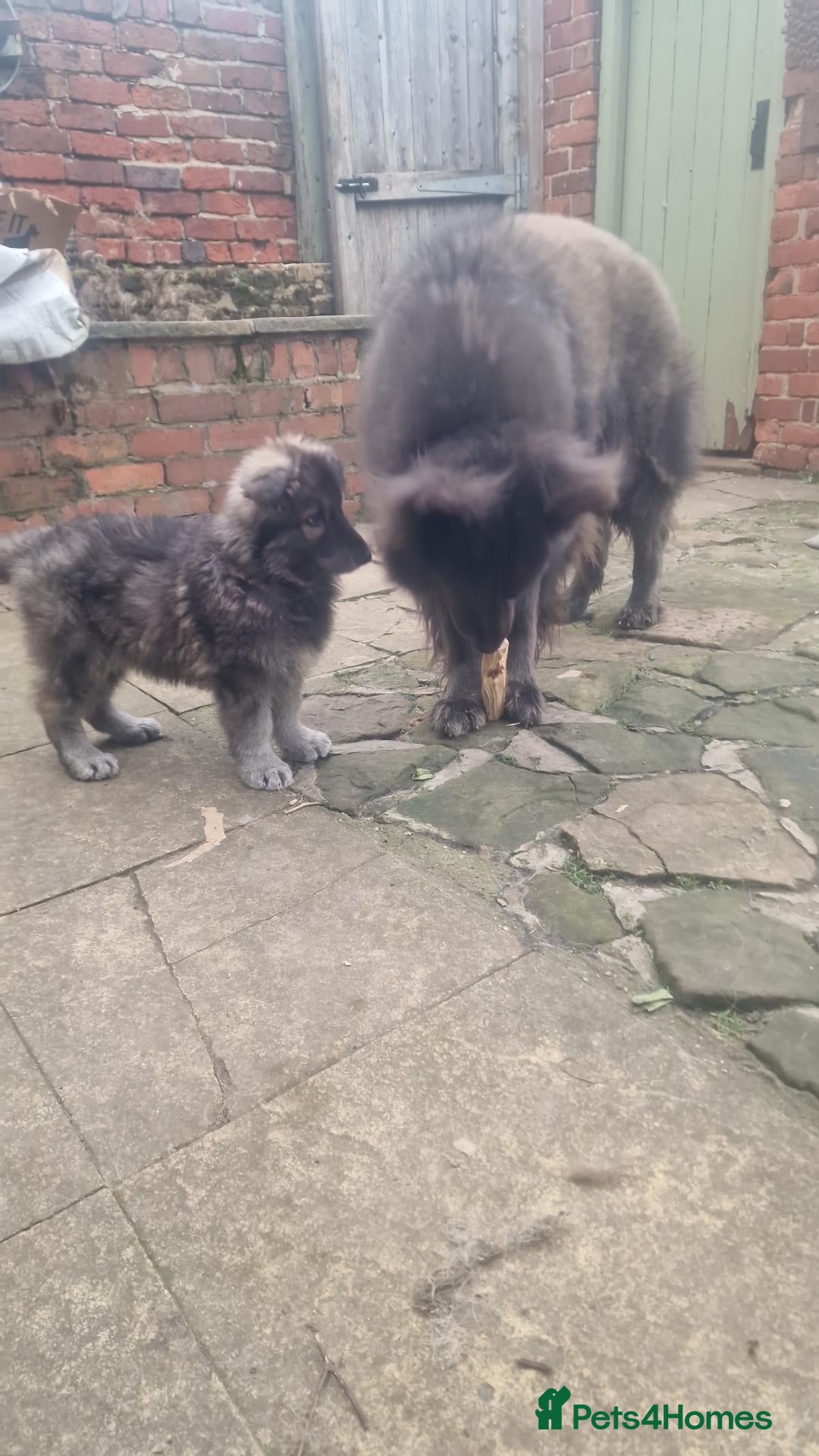 German Shepherd dogs for sale: 3 Beautiful German Shepherd Puppies RTG  - Advert 14