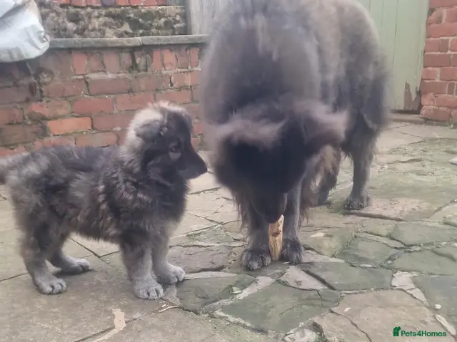 German Shepherd dogs for sale: 3 Beautiful German Shepherd Puppies RTG - Advert 14