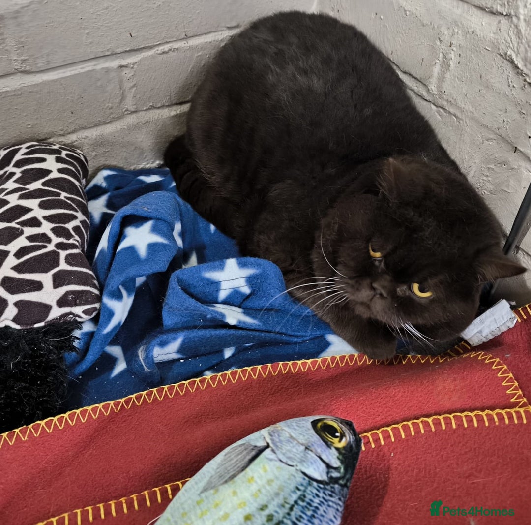 British Shorthair cats for stud:  GCCF registered STUD CHOCOLATE B blood group  in Beaconsfield - Image 10