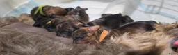 Dachshund dogs for sale: Dachshund/Teckle Standard Wire Haired Puppies in Wotton-under-Edge - Advert 4