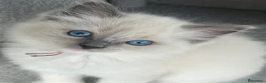 Ragdoll 4