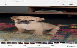 Mixed Breed dogs for sale: Puppys Reduced  in Jarrow - Image 13
